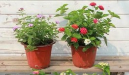 重庆陈先生最新爆料视频,揭秘背后惊人真相